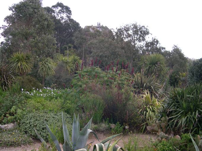  plantes exotiques
